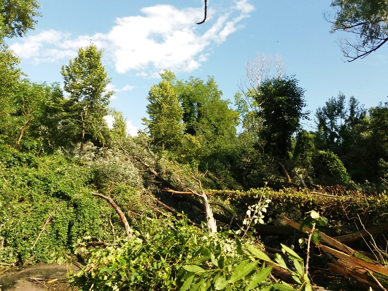 Maltempo abbatte alberi, sentieri chiusi nel bosco di Fara