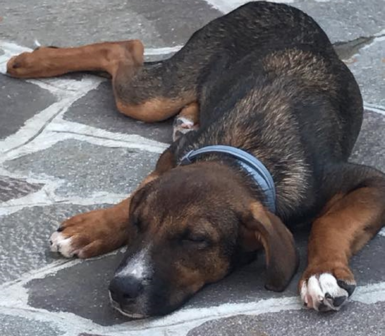 Cane abbandonato rischia di essere investito, i cittadini si mobilitano