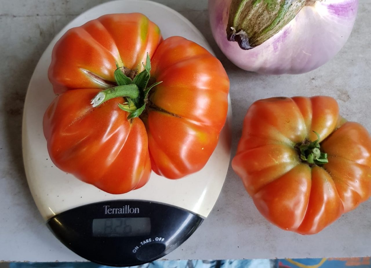 Pomodoro record nell’orto di casa curato dal signor Bani