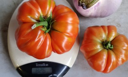 Pomodoro record nell'orto di casa curato dal signor Bani