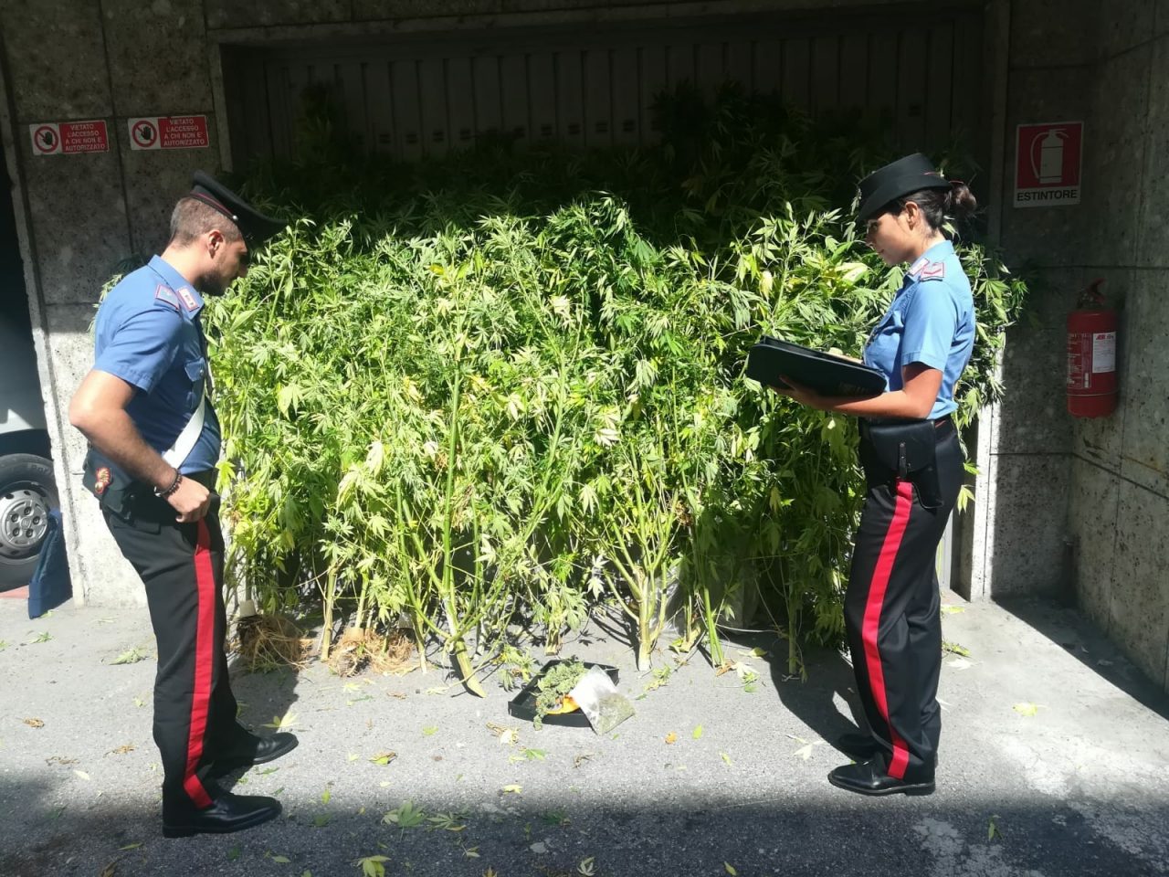 Coltivava marijuana in casa, 37enne nei guai