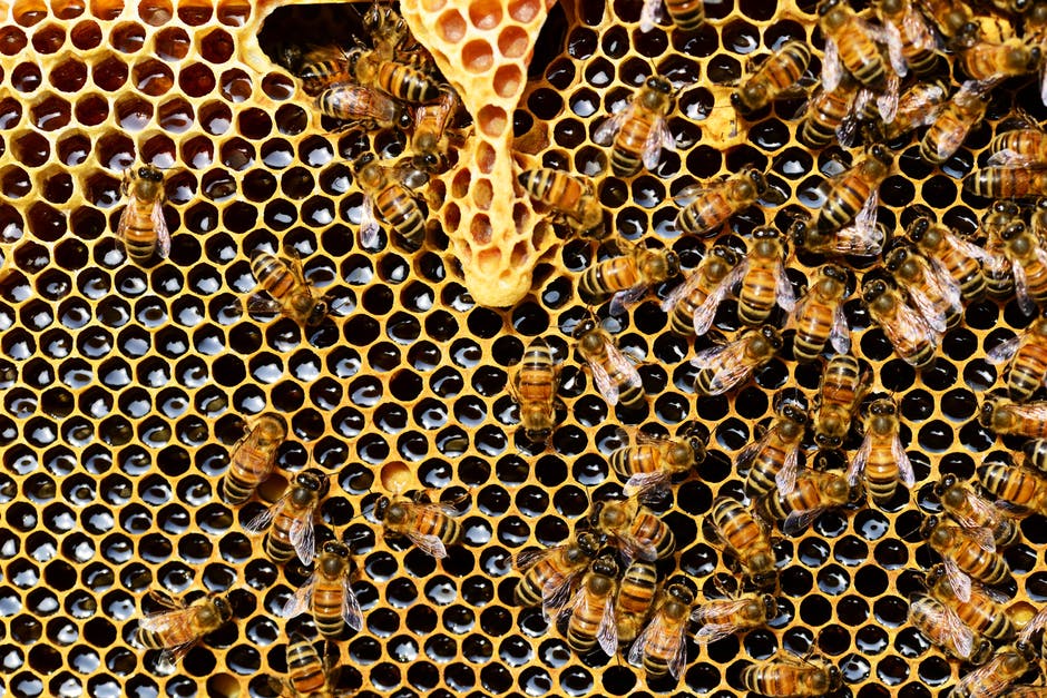 Maltempo, è stato un anno disastroso per le api bergmasche