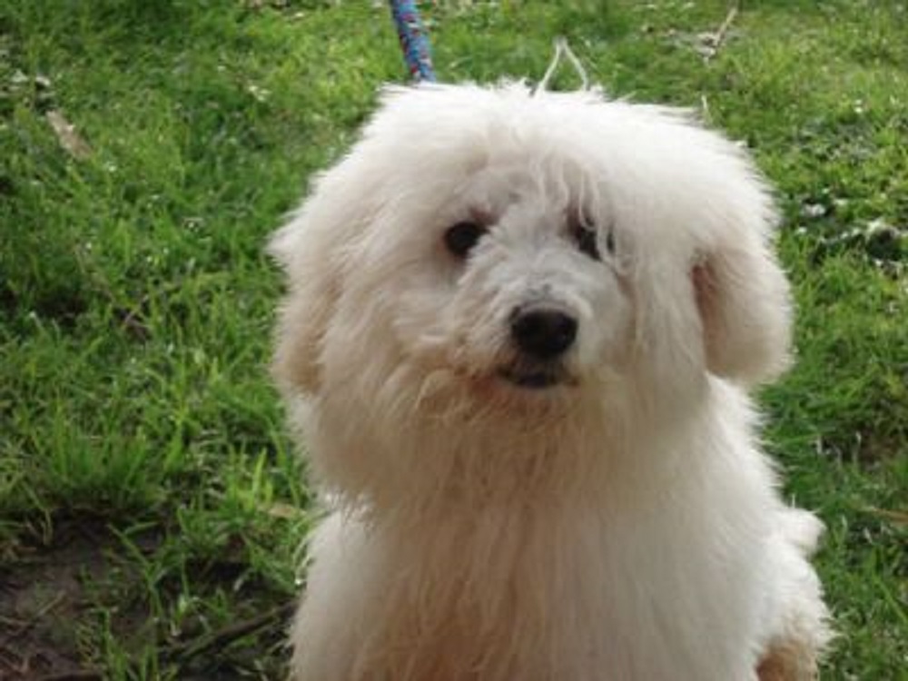 Cane abbaia ogni notte da due anni, residenti esausti