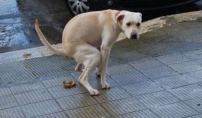 Deiezioni canine: c’è chi ha messo in atto il test del DNA