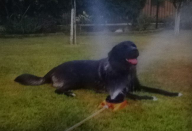 Cane morto dopo un giorno solo in pensione