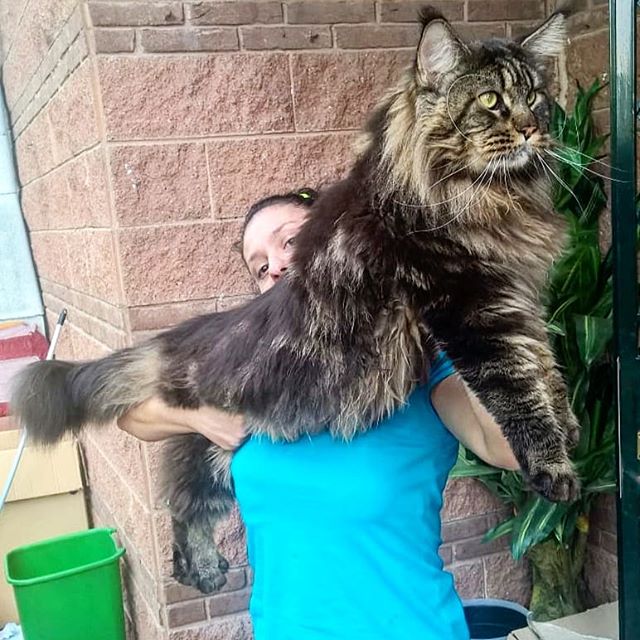 Il gatto più lungo del mondo è del pavese
