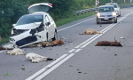 Investe diversi animali sulla statale, incidente a Turbigo