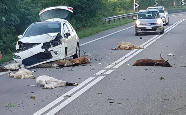 Investe diversi animali sulla statale, incidente a Turbigo