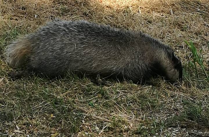 A Dovera tornano i tassi, forse c’è una colonia