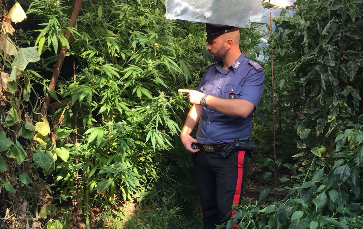 In casa una serra di marijuana, arrestato
