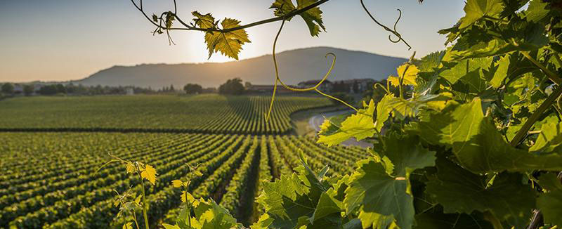 La Franciacorta in nomination come regione viticola dell’anno