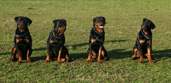 Rottweiler liberi al parco, sanzionati i padroni