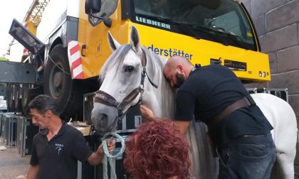 Andrea Bocelli, il suo cavallo ha le extension "made in Treviglio" FOTO