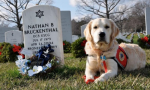 Cani al cimitero? Da oggi si può, ma solo a Monza