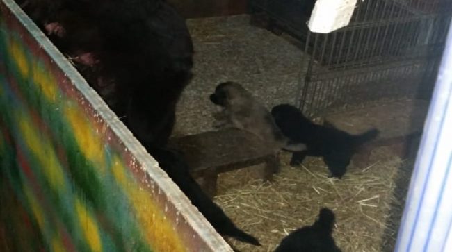 Scoppia bombola di GPL: sfiorata strage per 60 cuccioli FOTO