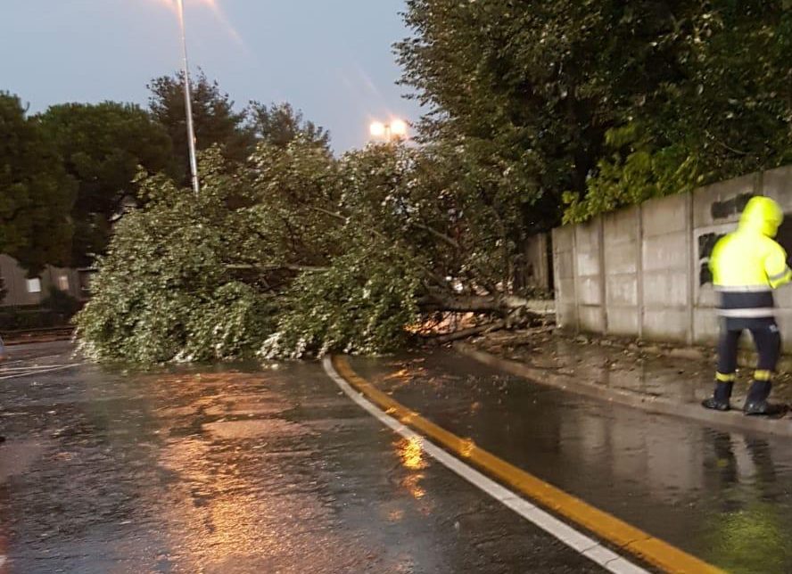Maltempo Bassa | Alberi caduti e panettoni divelti nell’area Zingonia