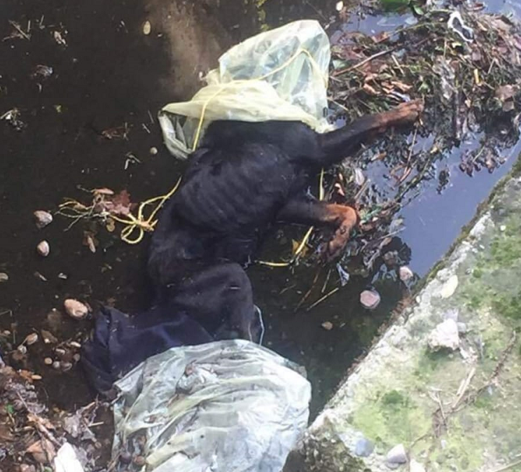 Cane morto nel fossato: “E’ stato ucciso…”