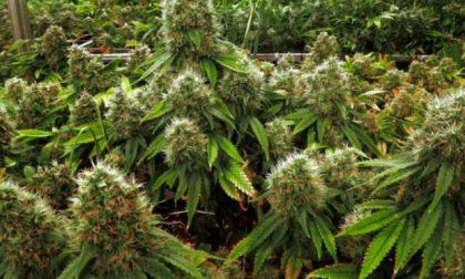 Coltivavano 3mila piante di marijuana, tre arrestati