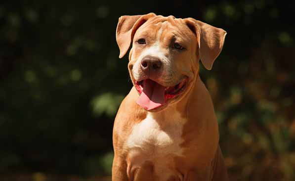 Tentato furto di un pitbull in centro paese