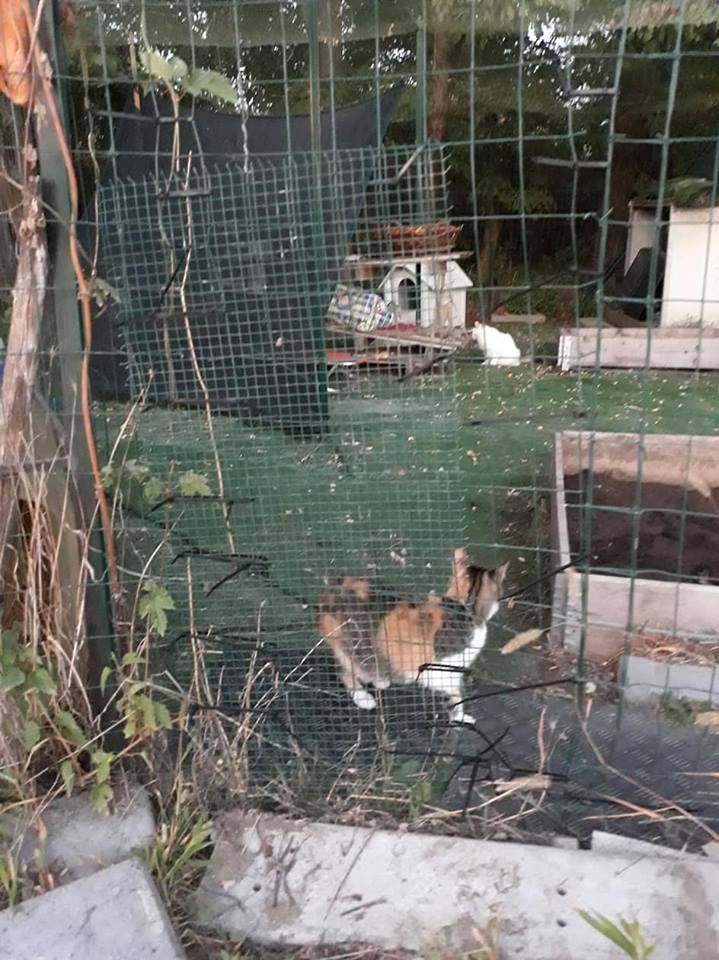 Vandali alla colonia felina, un gattino quasi assiderato