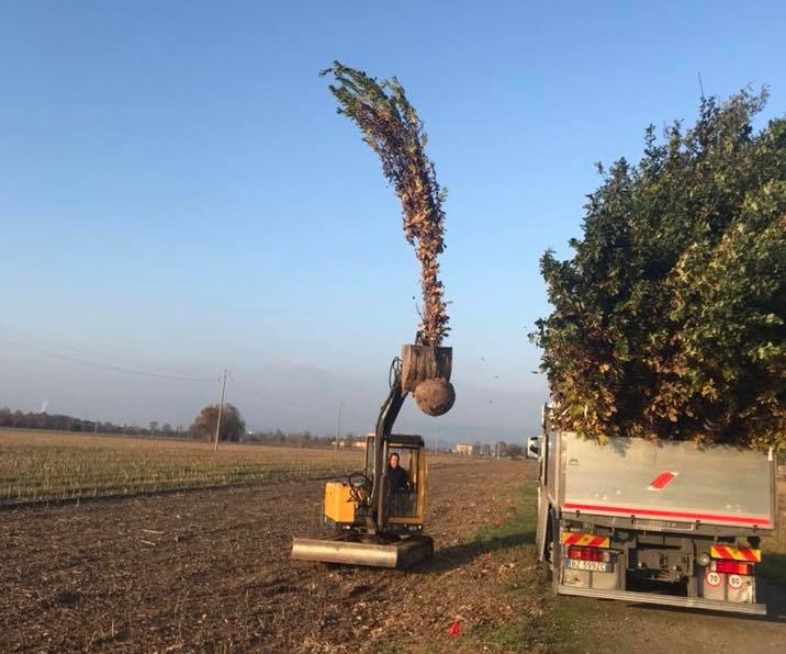 Piantumazione di querce nel nuovo filare alberato di via Colleoni