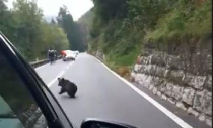 Mamma orsa e il suo piccolo immortalati sulla Statale 42 Valcavallina, ma è una fake news VIDEO