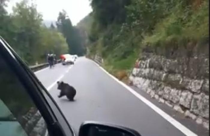 Mamma orsa e il suo piccolo immortalati sulla Statale 42 Valcavallina, ma è una fake news VIDEO