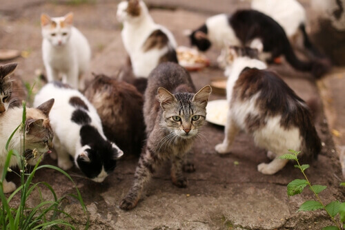 Sos: «Anche i mici pandinesi nell’oasi felina di Crema»