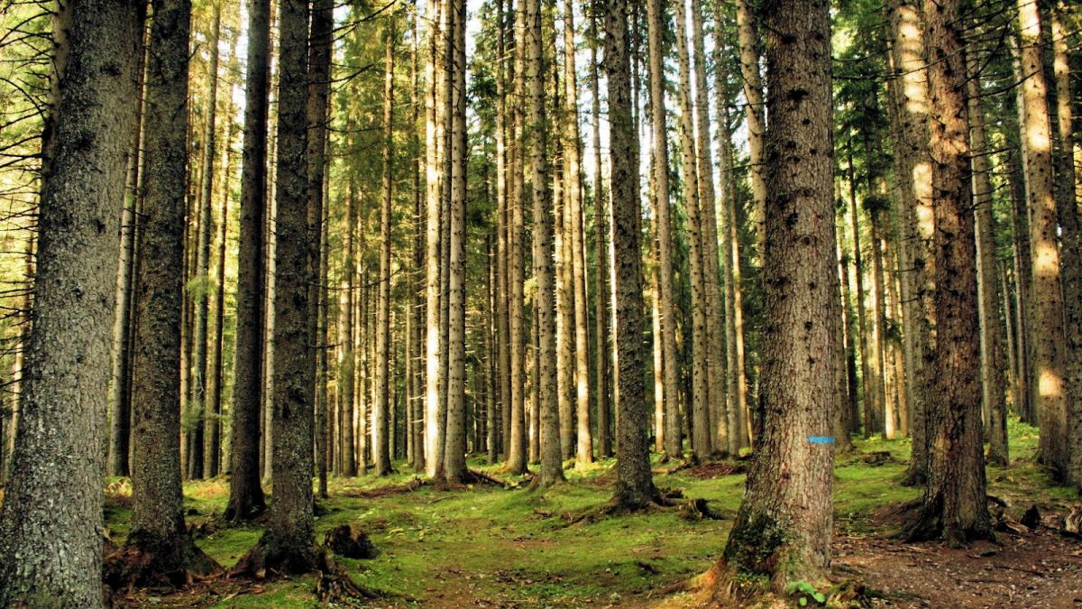 La scuola Grossi in aiuto del Bosco dei violini
