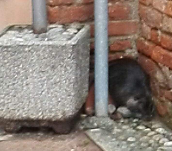 Nutria in centro, catturata dalla Polizia locale