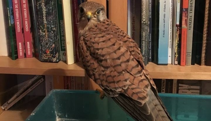 Falchetto ferito salvato a Pontirolo