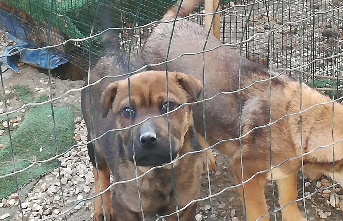 Animali segregati in piccoli box tra la sporcizia FOTO