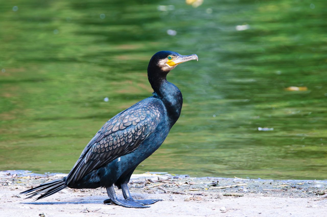 Piano di contenimento cormorani, solo 59 abbattimenti su 923 programmati