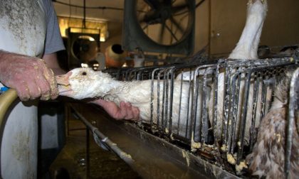 Foie gras a Masterchef, l'appello degli animalisti per vietarlo