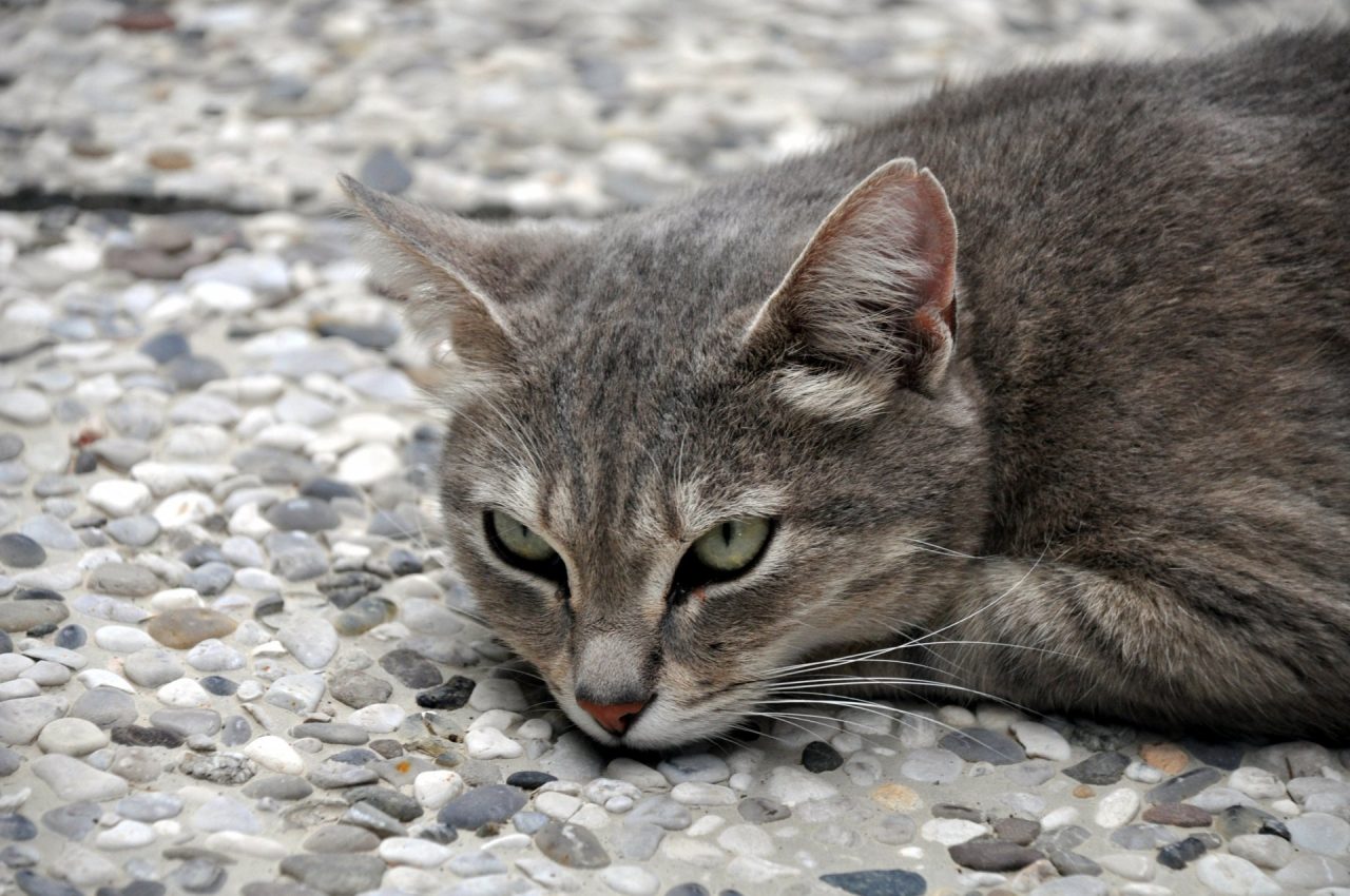 Giornata del gatto, oggi si festeggiano i nostri amici felini