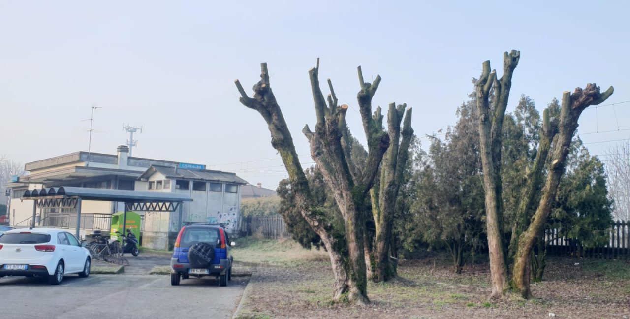 Il dottore forestale contro le potature: “Cura del verde? E’ una macelleria vegetale”
