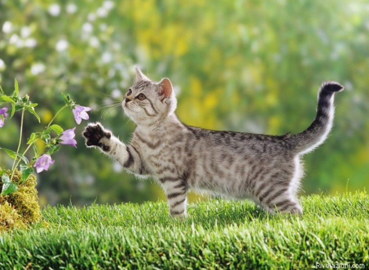 Spara al gatto del vicino e lo uccide: denunciato