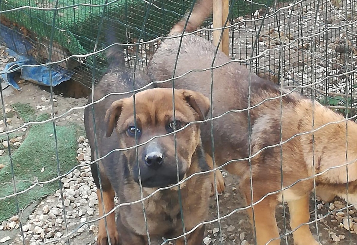 Lager di animali, blitz della Polizia locale
