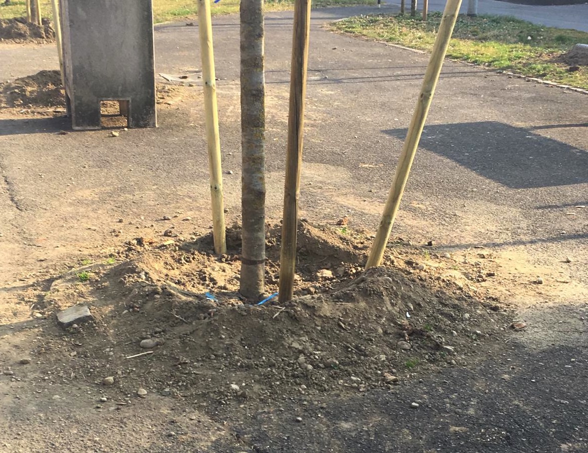 Ripiantumato il parco delle Rimembranze, la Lega attacca – FOTO