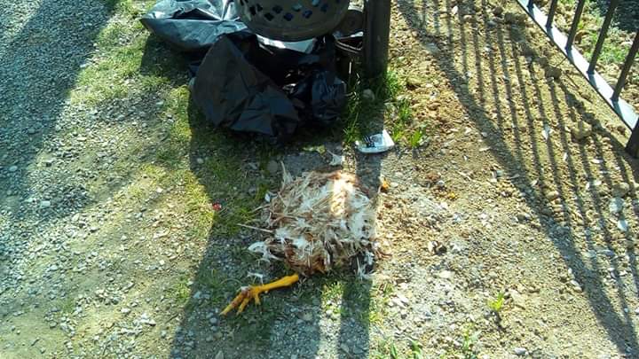 Rifiuti abbandonati: spunta anche la carcassa di un pollo