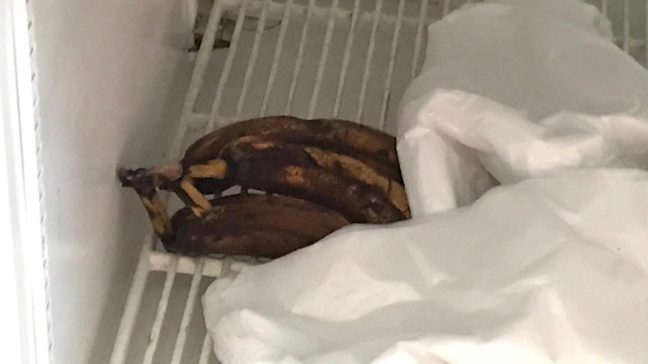 Pizzeria chiusa per sporcizia e manodopera clandestina