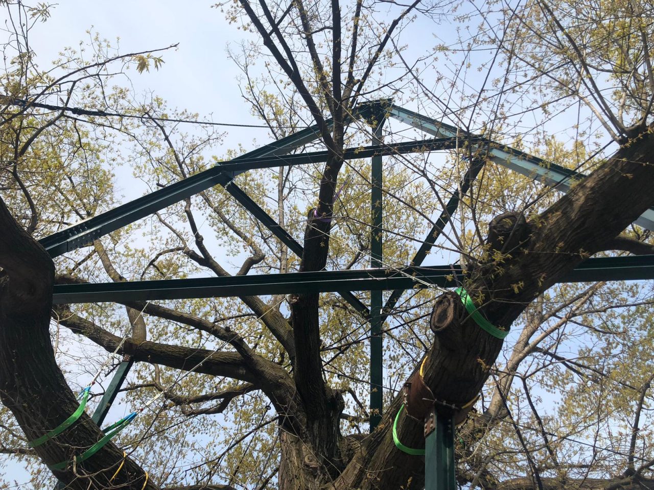 Quercia monumentale di Milano salva grazie al made in Mornico