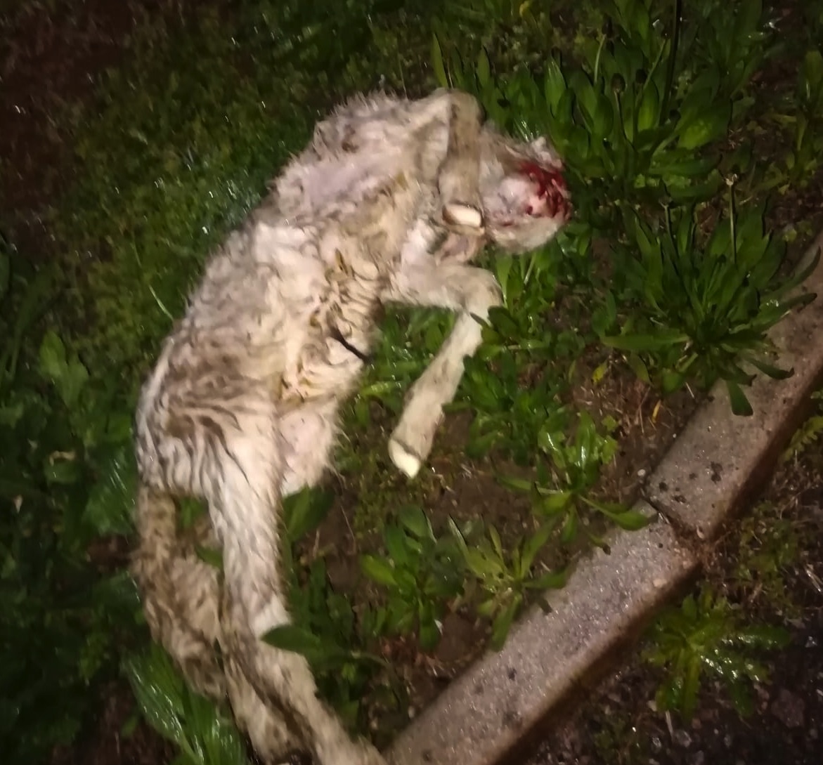 Agnellino morto trovato abbandonato nell’aiuola