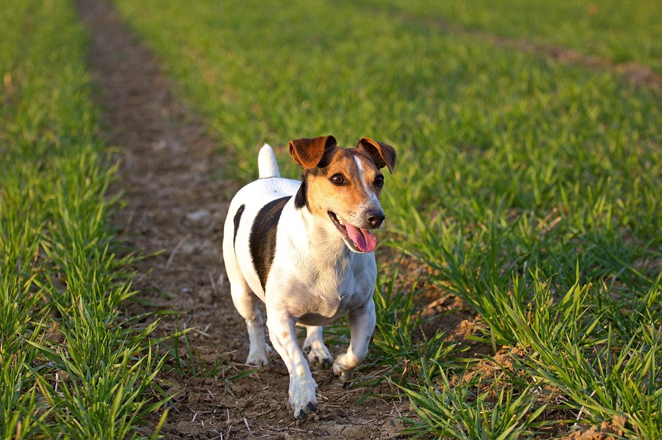 Topicida disseminato in paese cane salvo per miracolo
