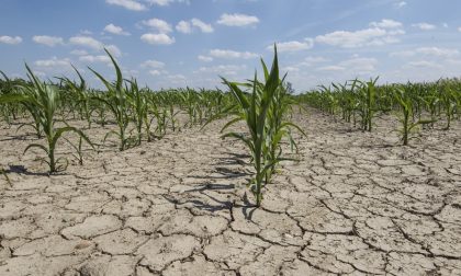 La terra ha sete: la Bassa fa i conti con la siccità
