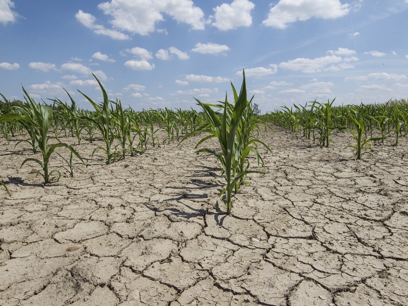 Siccità, è emergenza nella Bassa: -70% di piogge quest’anno. Rischio razionamenti per l’agricoltura