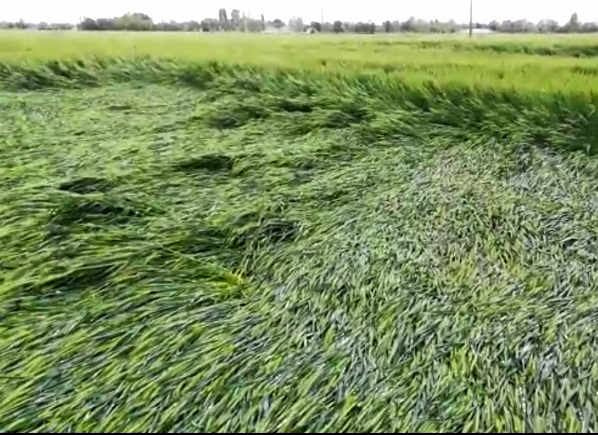 Una maledetta primavera per le campagne FOTO