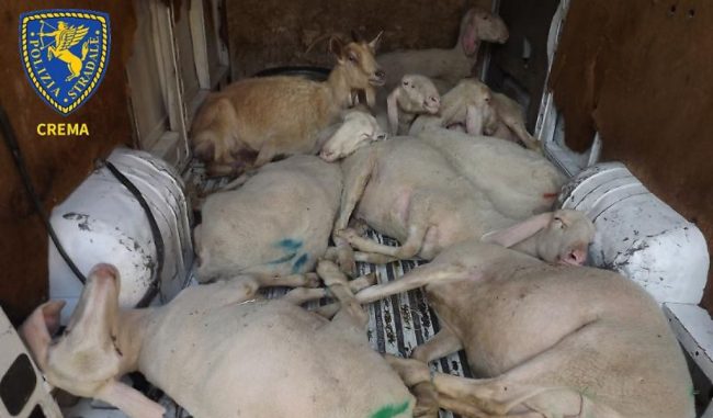 Nove pecore e una capra nel furgone, denunciato