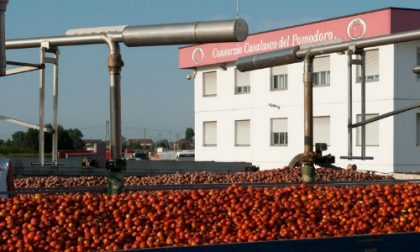 Pomodoro lombardo, è profondo rosso a causa del maltempo