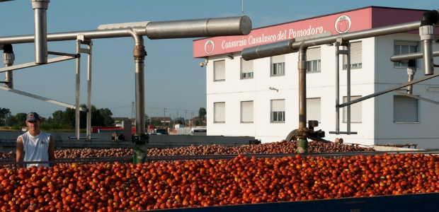 Pomodoro lombardo, è profondo rosso a causa del maltempo